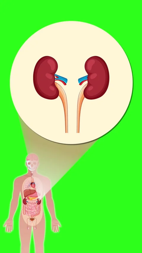 Human Anatomy Animation Highlighting Kidneys with Zoom Effect Stock Footage 313463225