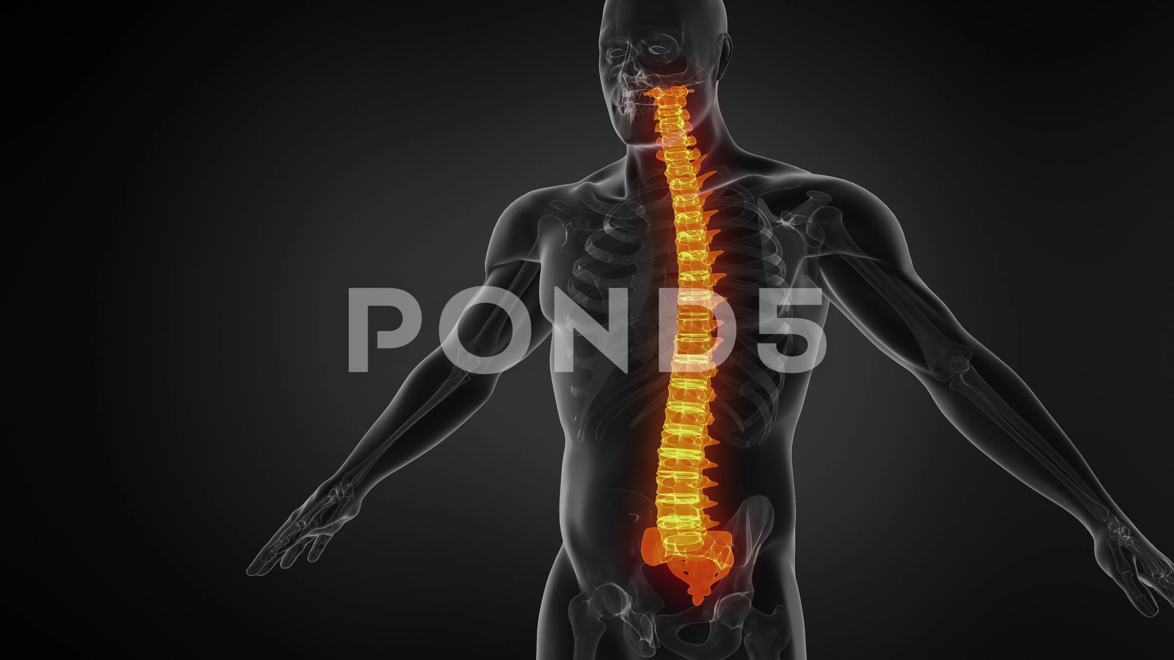 Human Spine Stock Footage ~ Royalty Free Stock Videos | Pond5