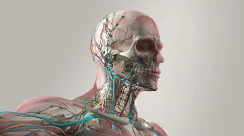 Human anatomy animation,rotating head skeleton,  Stock Footage 57813876
