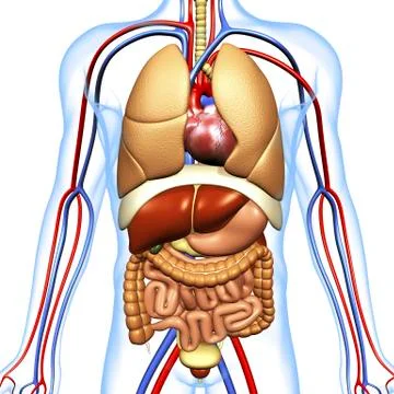 Human anatomy, artwork 스톡 일러스트