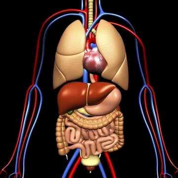 Human anatomy, artwork Stock Illustration