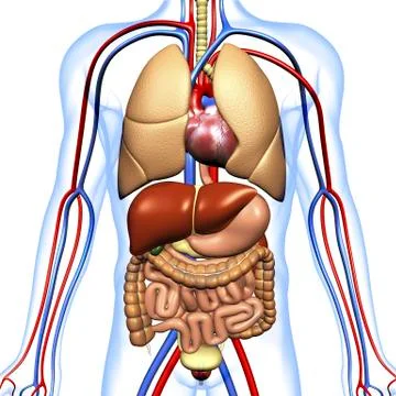 Human anatomy, artwork Stock Illustration