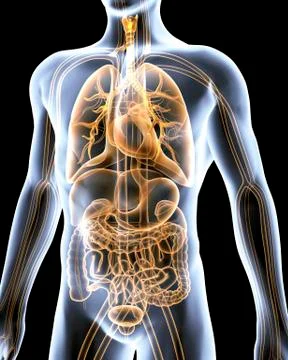 Human anatomy, artwork Stock Illustration