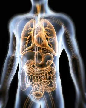 Human anatomy, artwork Stock Illustration