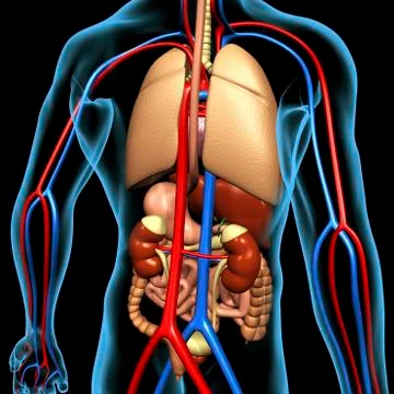 Human anatomy, artwork イラスト素材