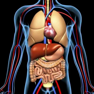 Human anatomy, artwork Stock Illustration