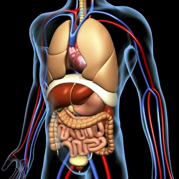 Human anatomy, artwork Stock Illustration