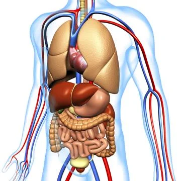 Human anatomy, artwork Stock Illustration