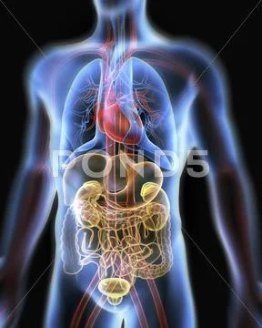 Human anatomy, artwork Stock Illustration