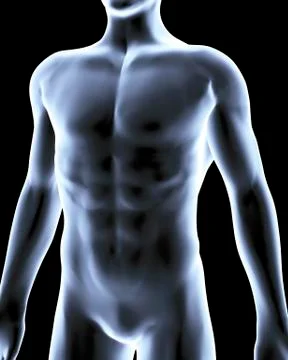 Human anatomy, artwork Stock Illustration