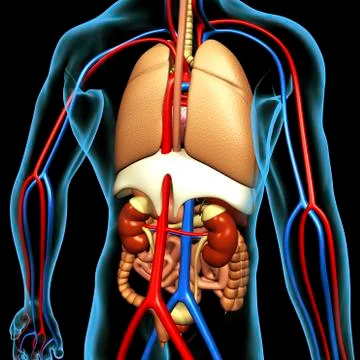 Human anatomy, artwork Stock Illustration