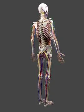 Human anatomy, artwork Stock Illustration