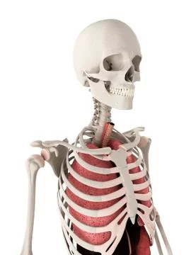 Human anatomy, artwork Stock Illustration