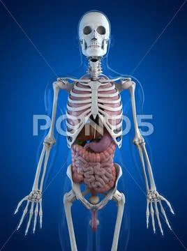 Human anatomy, artwork Stock Illustration