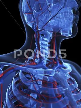 Human anatomy, artwork Stock Illustration