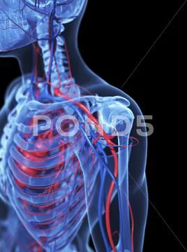 Human anatomy, artwork Stock Illustration