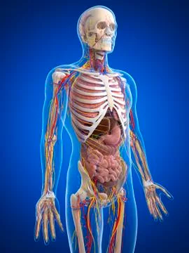 Human anatomy; artwork 스톡 일러스트