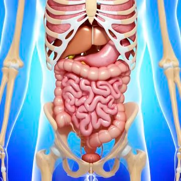 Human anatomy; artwork Stock Illustration