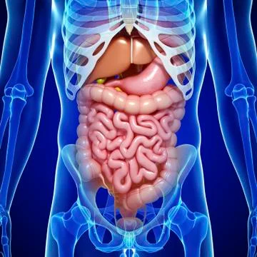Human anatomy; artwork Stock Illustration