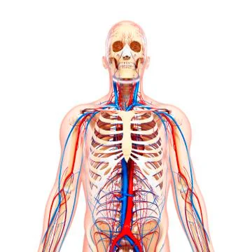 Human anatomy; artwork Stock Illustration