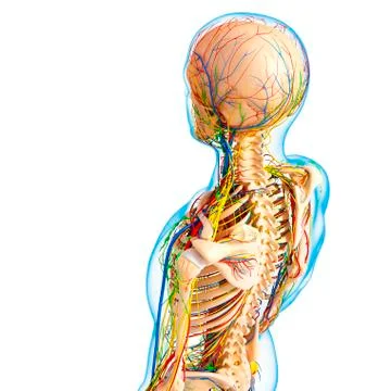 Human anatomy; artwork Stock Illustration