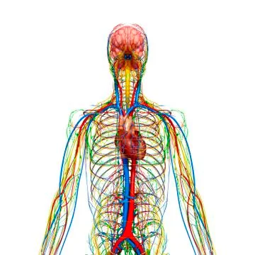 Human anatomy; artwork Stock Illustration