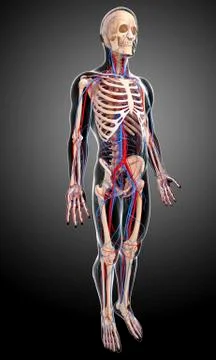 Human anatomy; artwork 스톡 일러스트