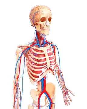 Human anatomy; artwork Stock Illustration