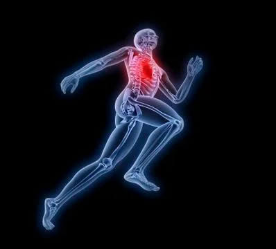 Human anatomy; artwork 스톡 일러스트
