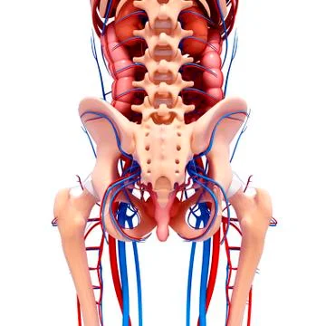 Human anatomy, artwork Stock Illustration