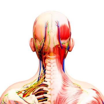 Human anatomy, artwork Stock Illustration