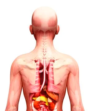 Human anatomy, artwork Stock Illustration