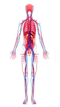 Human anatomy, artwork Stock Illustration