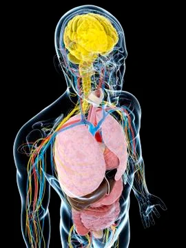 Human anatomy, artwork Stock Illustration