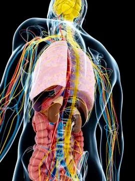 Human anatomy, artwork Stock Illustration