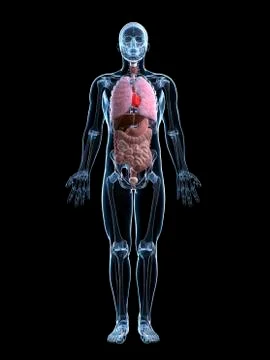 Human anatomy, artwork Stock Illustration