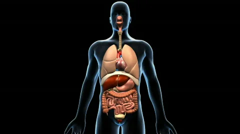Human Anatomy B, 360 Degree Rotation Stock Footage