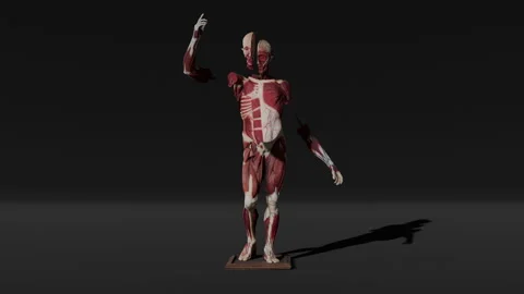 Human Anatomy Background Stock Footage 334209980