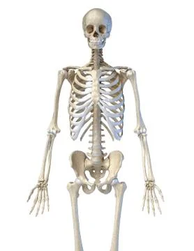 Human anatomy, bone skeleton viewed from the front. Stock Photos