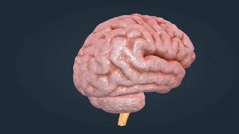 Human Anatomy of the Brain Stock Footage 229307721