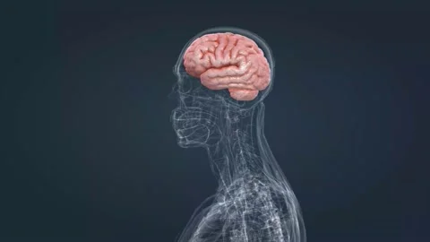 Human Anatomy of the Brain Stock Footage 229310176