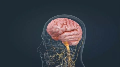 Human Anatomy of the Brain Stock Footage 229310207