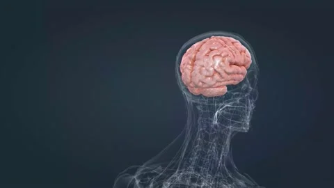 Human Anatomy of the Brain Stock Footage 229310247