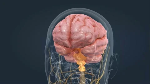Human Anatomy of the Brain Stock Footage 229310248