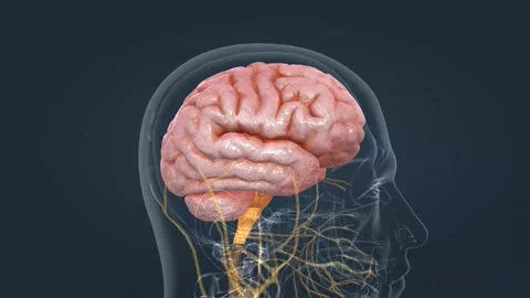 Human Anatomy of the Brain Stock Footage 229310268