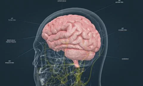 Human Anatomy of the Brain Stock Illustration