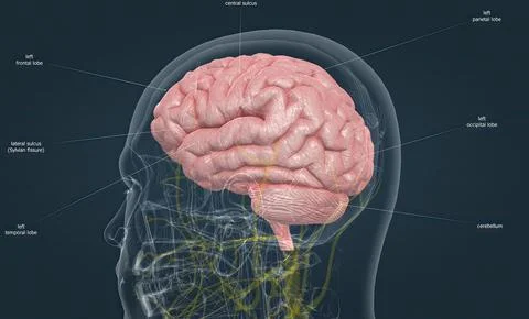Human Anatomy of the Brain Ilustración de archivo