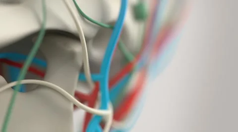 Human anatomy close-up of skull. Stock Footage 57814074