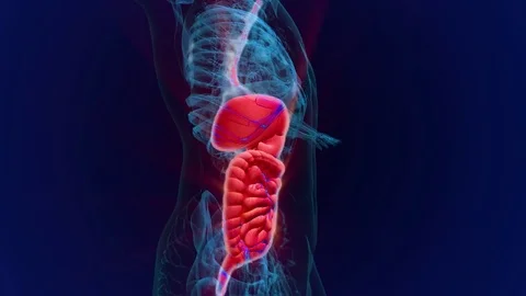 Human anatomy. Degestive system Stock Footage 72488432
