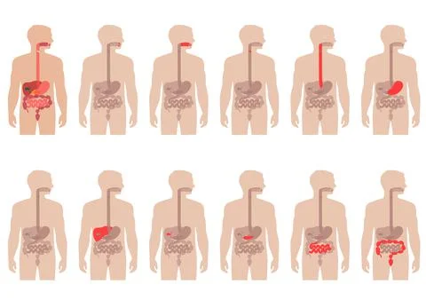 Human anatomy digestive system Stock Illustration